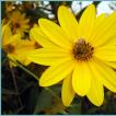 Цветок «Гелиопсис»: описание, виды, фото, посадка и уход Сорта и виды