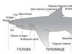 Tiburones (lat. Selachii).  Tiburones - información y hechos sobre los tiburones