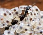 insecto mosca.  ¿Qué comen las moscas?  Variedad de golosinas para Diptera.  Otros tipos de dípteros