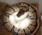 ¿Cómo se produce la reproducción de las serpientes?